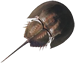 Image: Horseshoe Crab