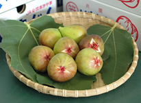 Photo: Ichijiku (“Fig” Horaishi)