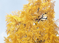 Photo: City Tree Ginkgo Tree