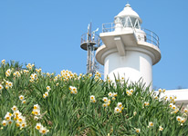 Photo: Mu-shima Island Daffodils