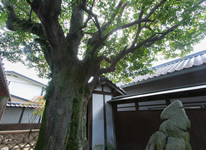 Photo: Manabe Residence & Elaeocarpus Sylvestris