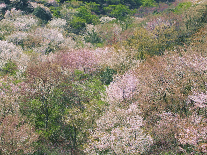 Photo: Wild Cherry Trees in Konoshima Sotoura