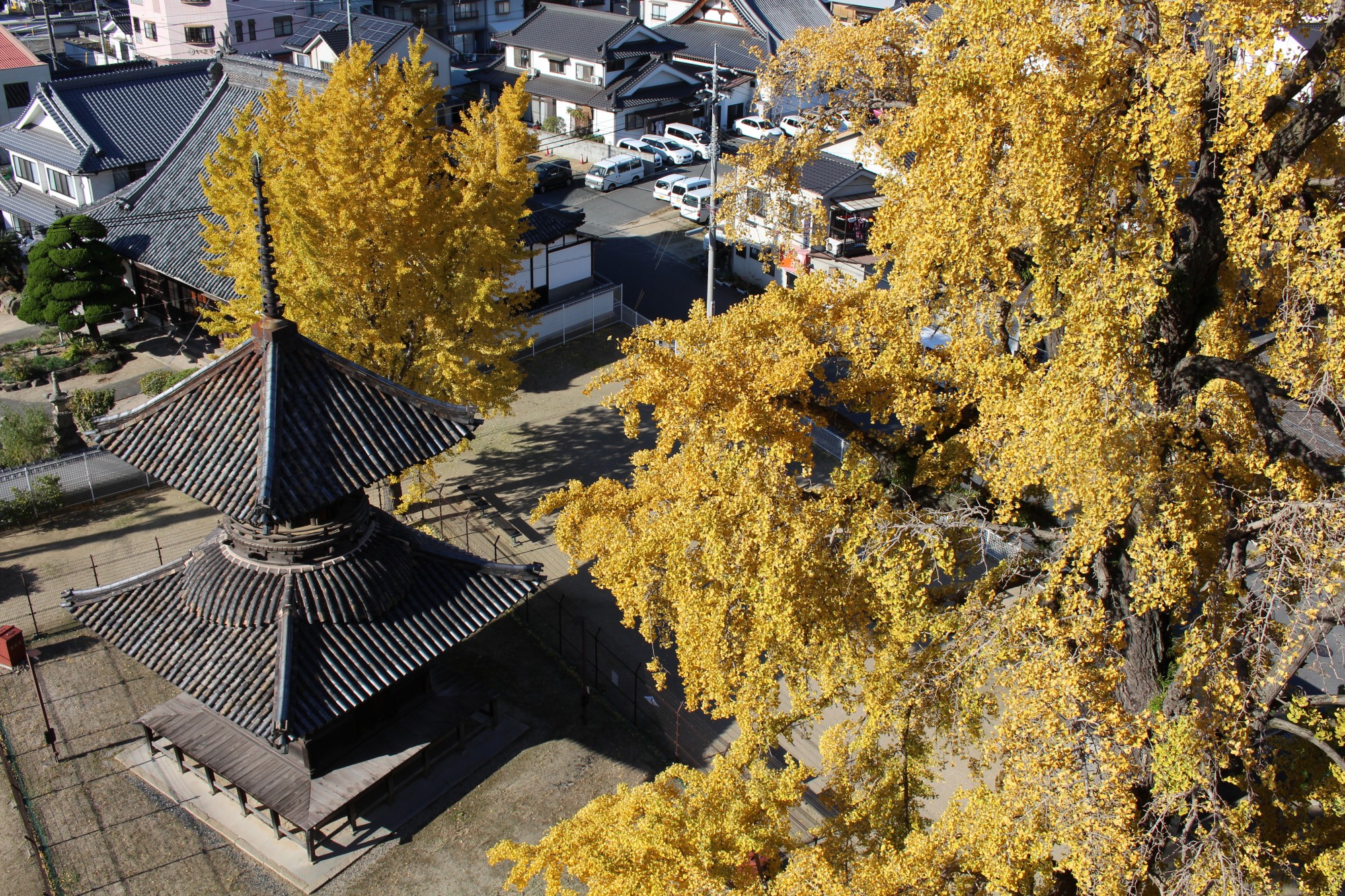 Photo: Weeping Ginkgo Trees