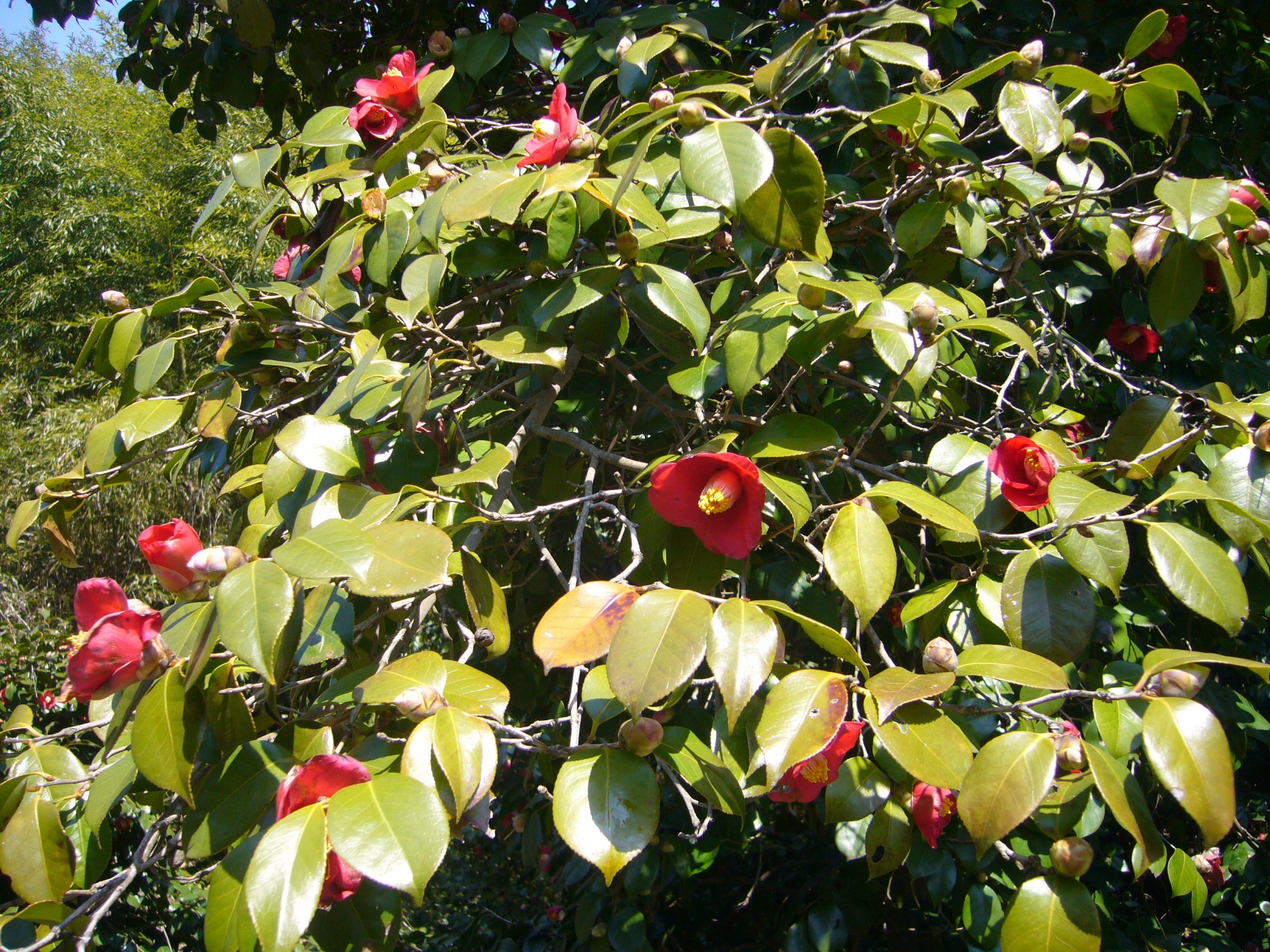 Photo: Camellias on Hi-shima Islands