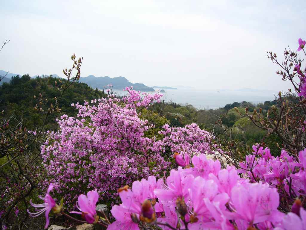 Photo: Mountain Azaleas on Taka-shima Island