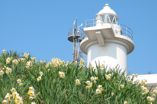 Photo: The Daffodils of Mu-shima Island