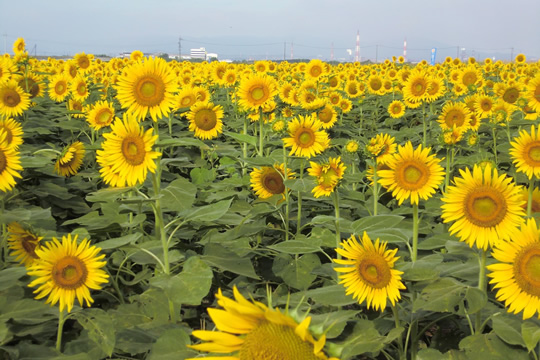 Photo: Flowers on Kasaoka Bay Reclaimed Land