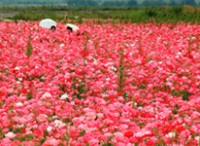 写真：笠岡湾干拓地