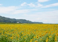 写真：笠岡湾干拓地