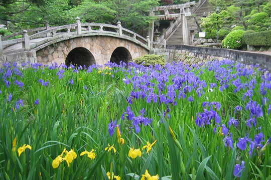 写真：菅原神社の眼鏡橋とカキツバタ