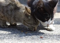 写真猫に会いに真鍋島・北木島へ