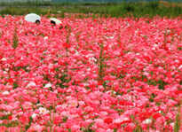 写真春の花めぐりドライブ