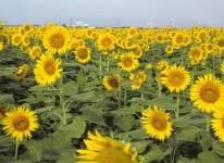 写真：笠岡湾干拓地の花