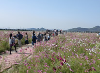 写真秋の花めぐりドライブ